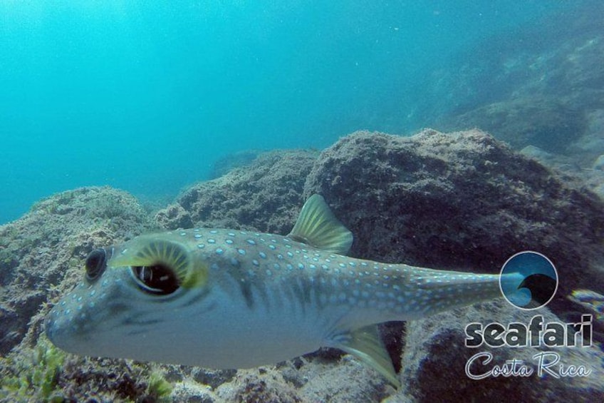 Un poisson aux motifs tachetés nageant près des rochers sous-marins. 1