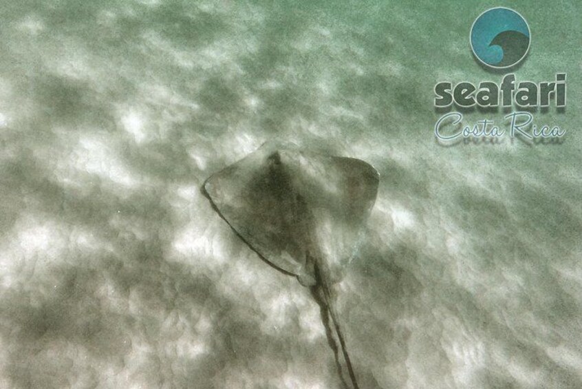 Stingray
snorkeling costa rica 2