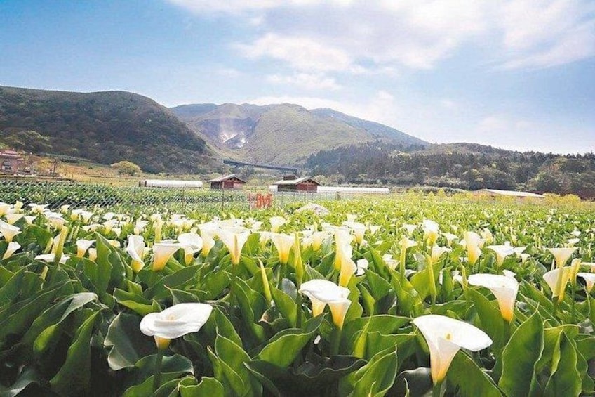 A field of white calla lilies with a mountainous landscape in the background. 5