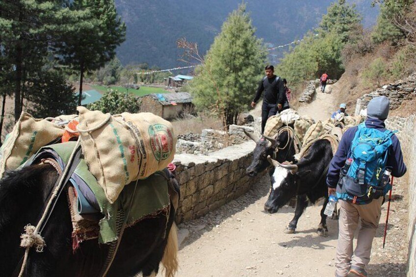 A mountainous trail with hikers and a cow. 2