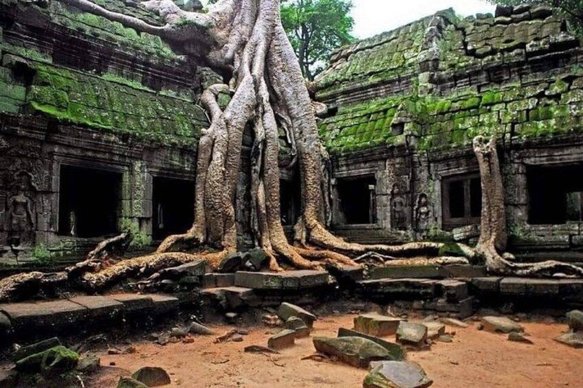 A large tree with extensive roots intertwined with ancient stone architecture. 2