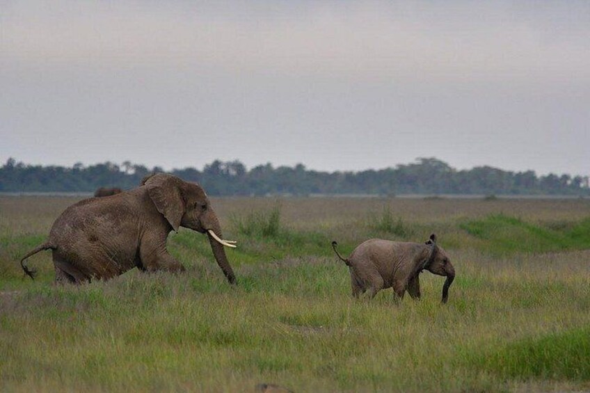 2 Days Amboseli Private Safari 4
