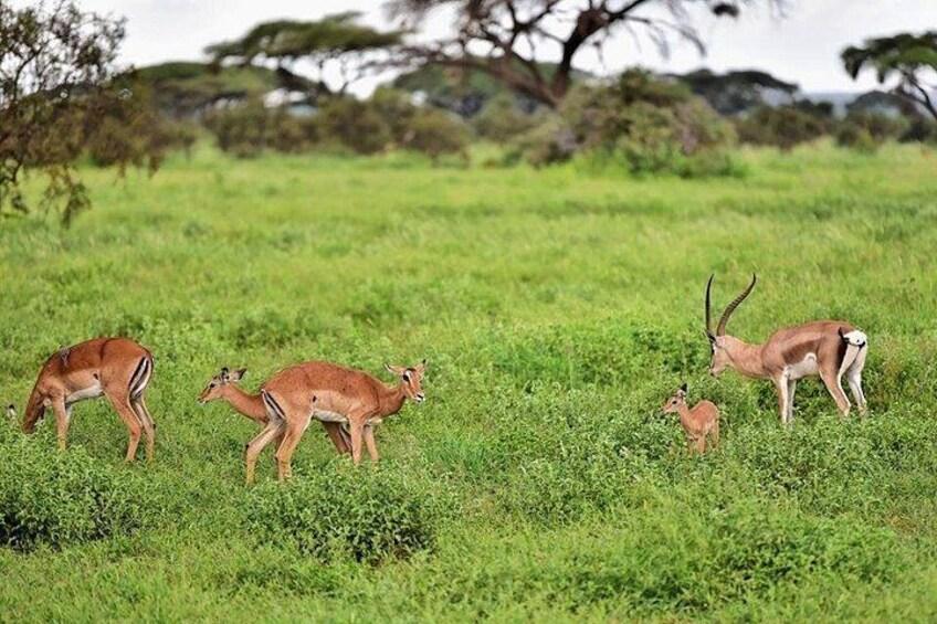 Grant Gazelles 5