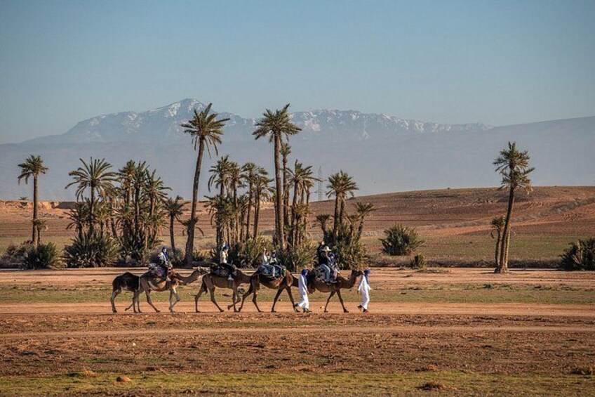 Un groupe de personnes chevauche des chameaux sur un sentier de terre, avec des palmiers et une montagne en arrière-plan. 4
