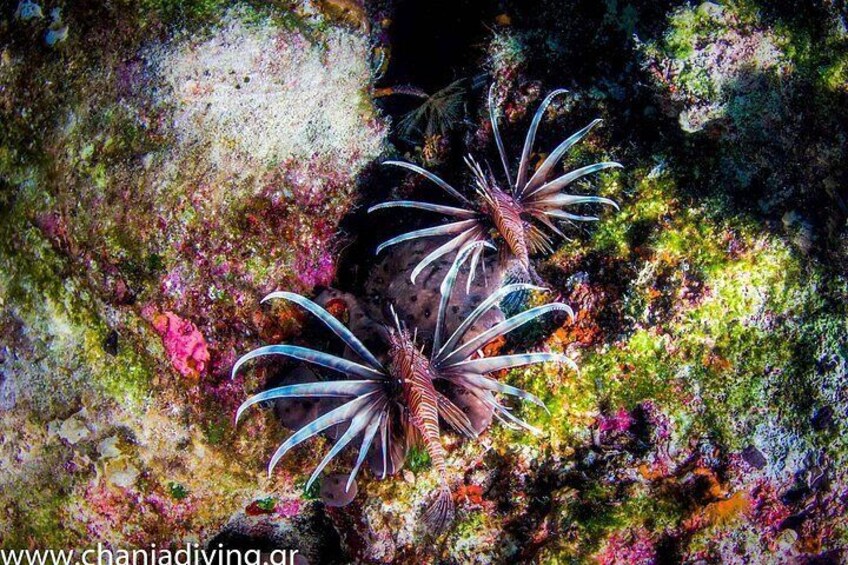 Two marine creatures with long, striped appendages on a colorful coral reef. 2