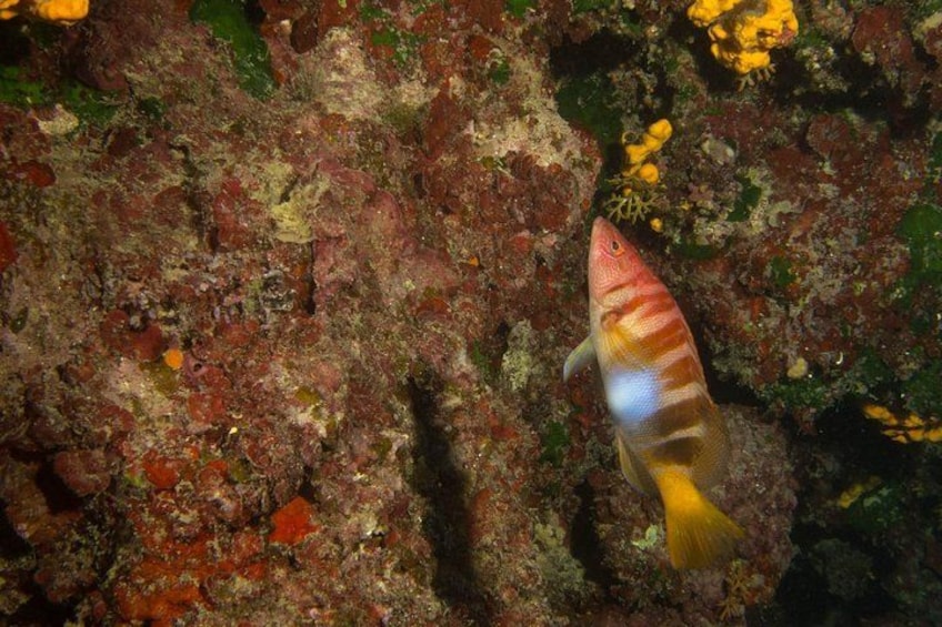 A fish with stripes swimming near a rocky underwater surface. 1