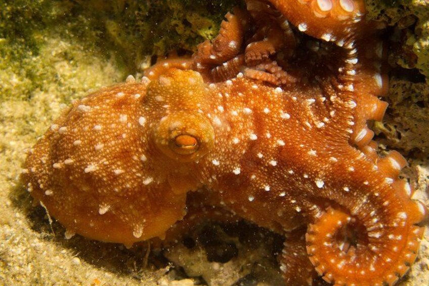 A sea creature with orange and white spots, tentacles, and a prominent eye. 5
