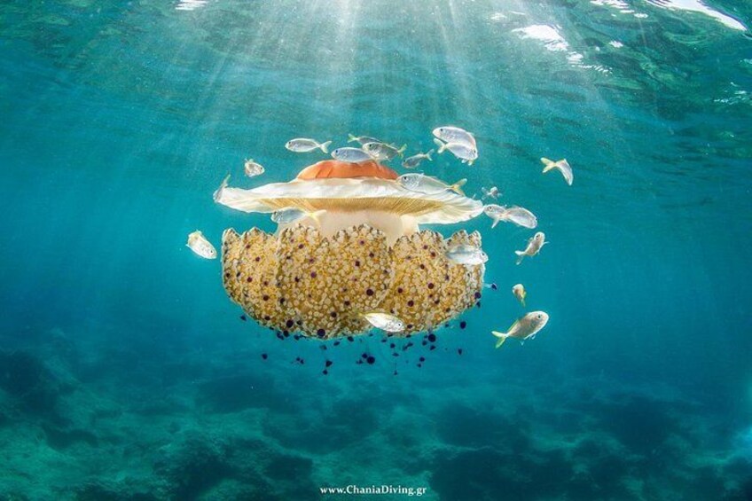 Boat Trip in Crete with Guided Snorkeling and Free Pick up! 3