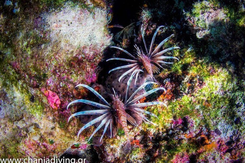 Two lionfish on a colorful coral reef. 5