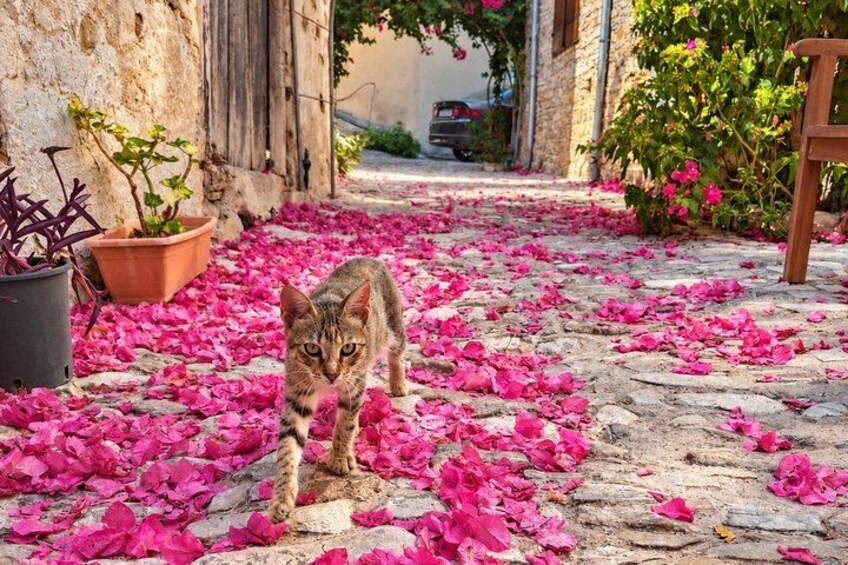 En katt på en kullerstensgång, omgiven av utspridda, rosa blomblad. 5