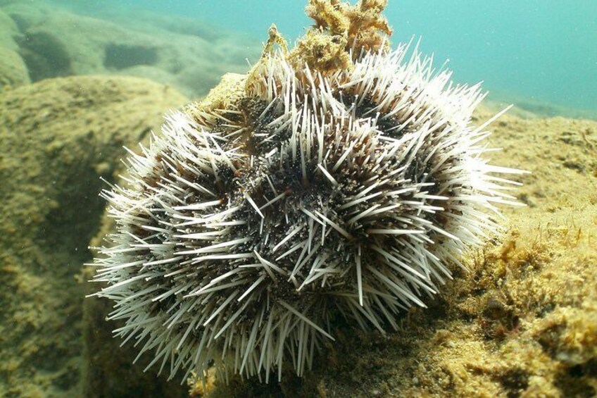 Guided Coral Reef Snorkeling Tour