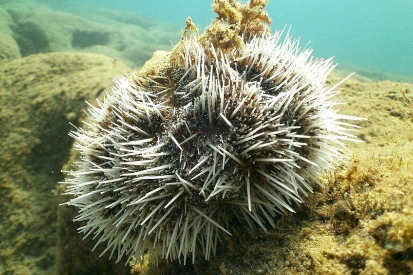 Guided Coral Reef Snorkeling Tour 2