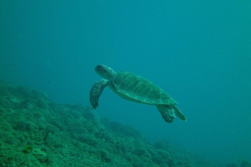 Guided Coral Reef Snorkeling Tour