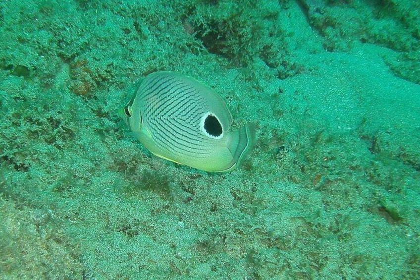 Guided Coral Reef Snorkeling Tour 4
