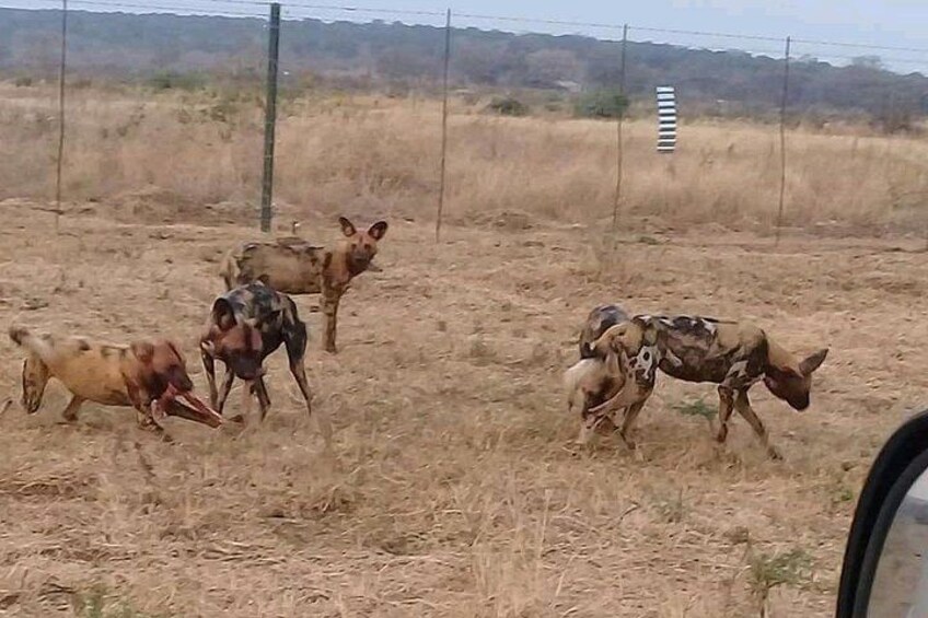 Een groep verwilderde honden in een droog, grasveld met een prikkeldraad omheining op de achtergrond. 4
