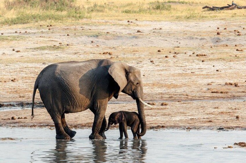 Een olifant staat in het water, met een jong aan de kant. 2
