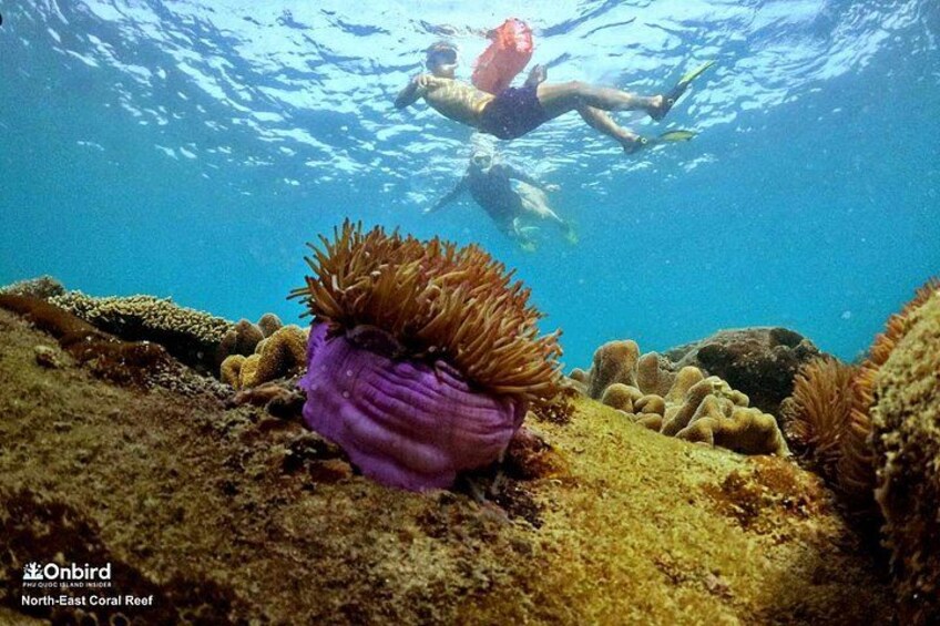 A diver underwater with coral and seaweed. 2
