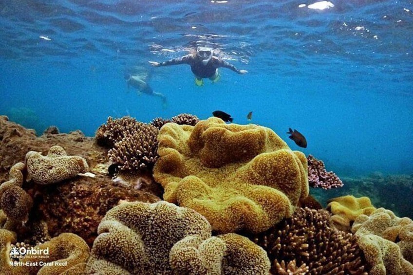Phu Quoc Small-Group Snorkeling Tour by speedboat to explore Coral Mountain 2
