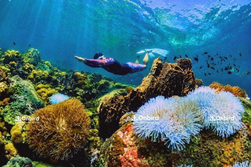 PRO-SNORKELING to Explore Hidden Coral Reefs (MAX 10 PAX) 4