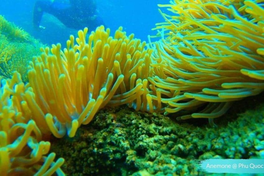 Phu Quoc Small-Group Snorkeling Tour by speedboat 4