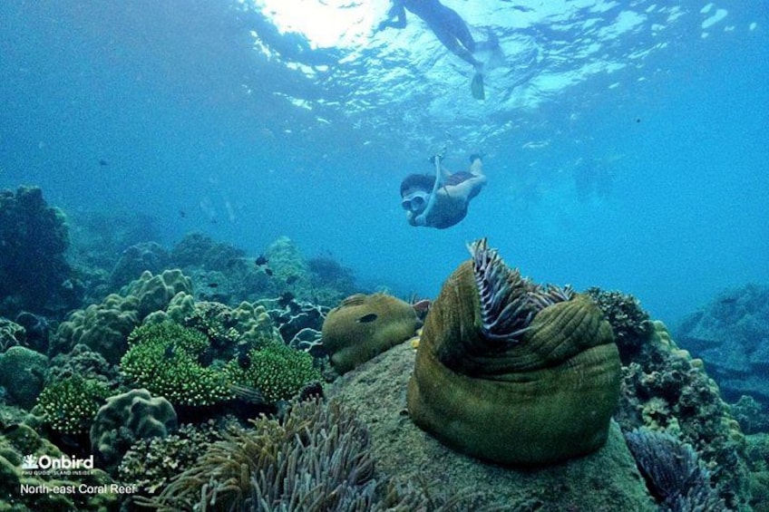 Explore coral city at North-east Coral Reef, Phu Quoc Island, Vietnam 2