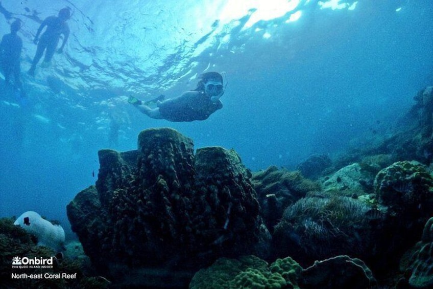 PRO-SNORKELING to Explore Hidden Coral Reefs (MAX 10 PAX) 3