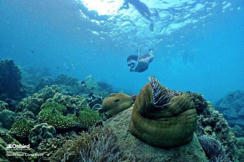 A diver underwater with coral formations and marine life. 2