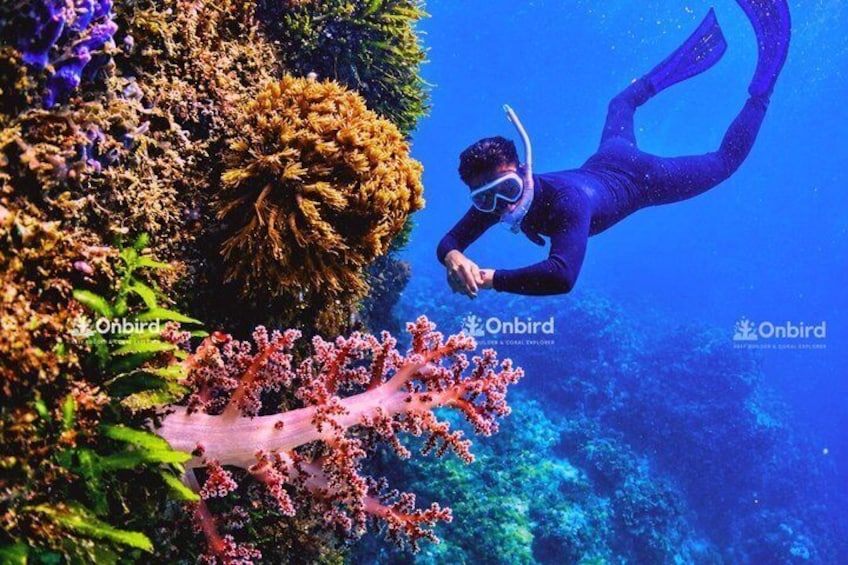 A diver in a blue wetsuit exploring a vibrant coral reef with various colorful corals. 4