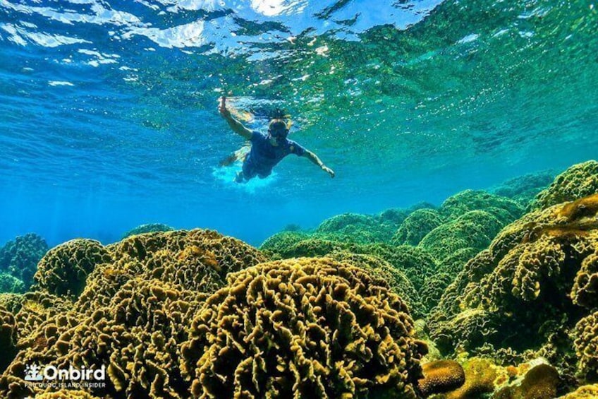 PRO-SNORKELING to Explore Hidden Coral Reefs (MAX 10 PAX) 2
