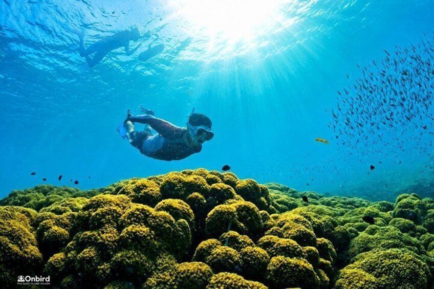 PRO-SNORKELING to Explore Hidden Coral Reefs (MAX 10 PAX) 3