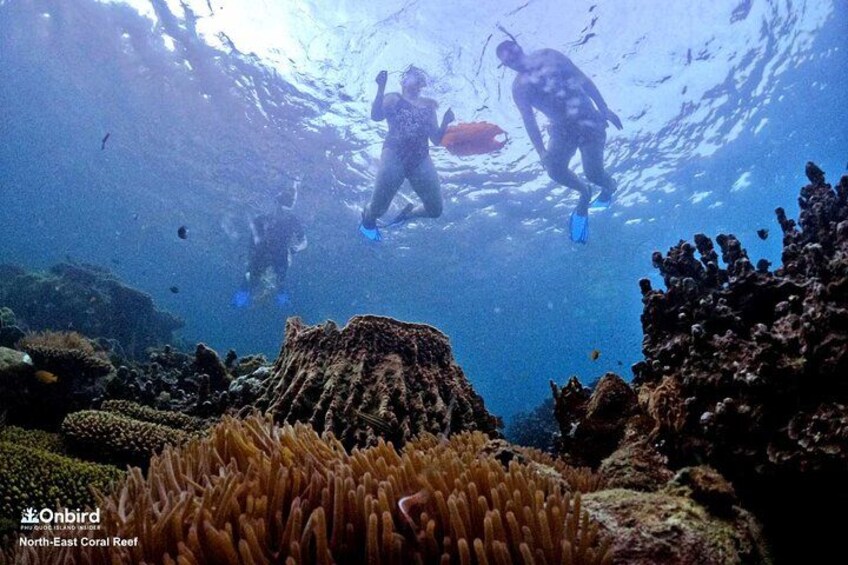 Phu Quoc Small-Group Snorkeling Tour by speedboat to explore Coral Mountain 3