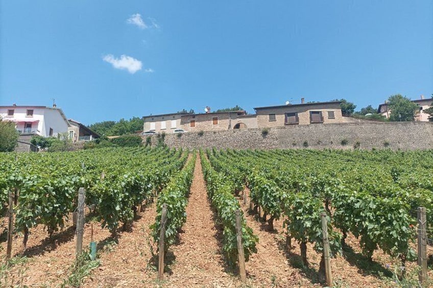 Private tour in Burgundy with your professional guide! 3