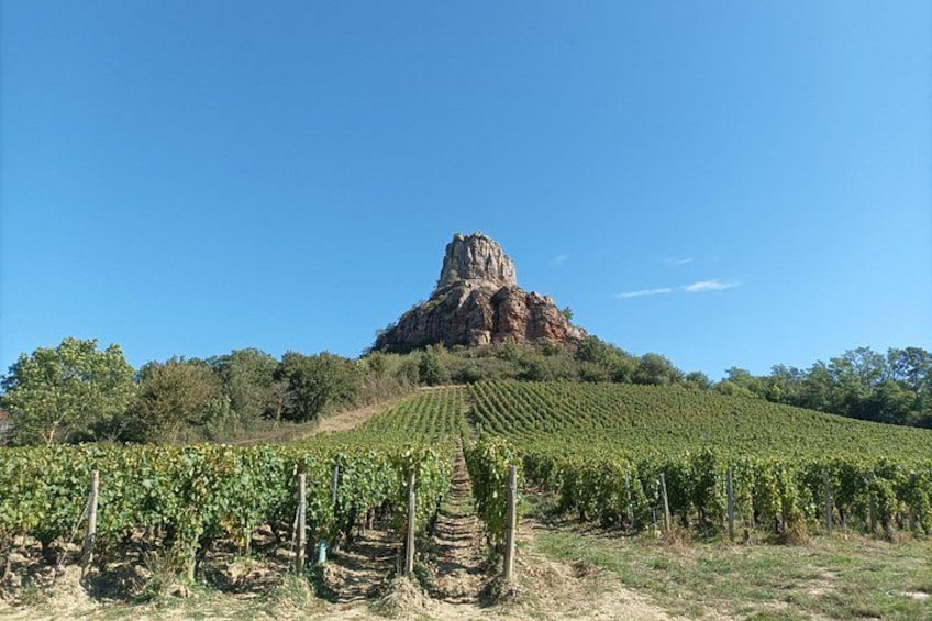 A vineyard with rows of grapevines and a prominent rocky hill in the background. 2