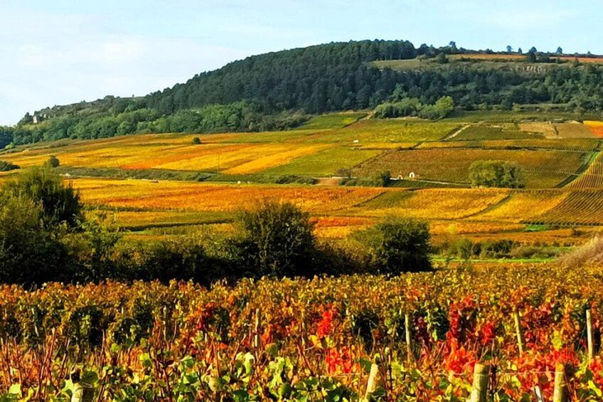 A vineyard with rows of grapevines and a hilly landscape in the background. 3