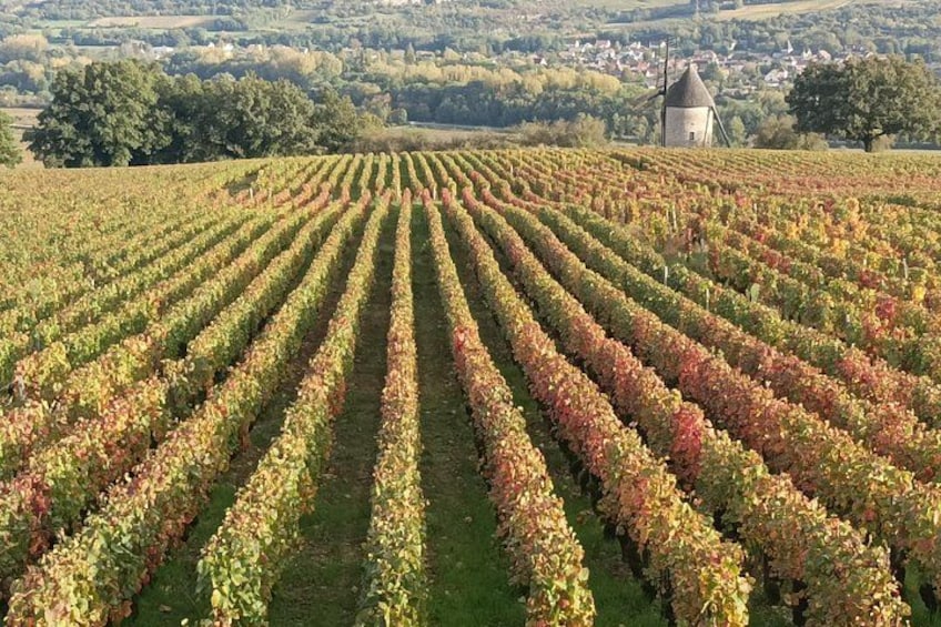 A vineyard with rows of grapevines and a windmill in the background. 4