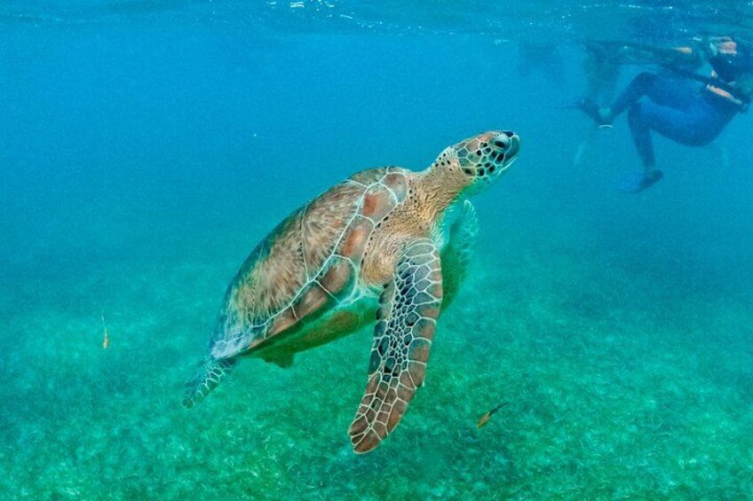 A sea turtle swimming underwater with a diver in the background. 4