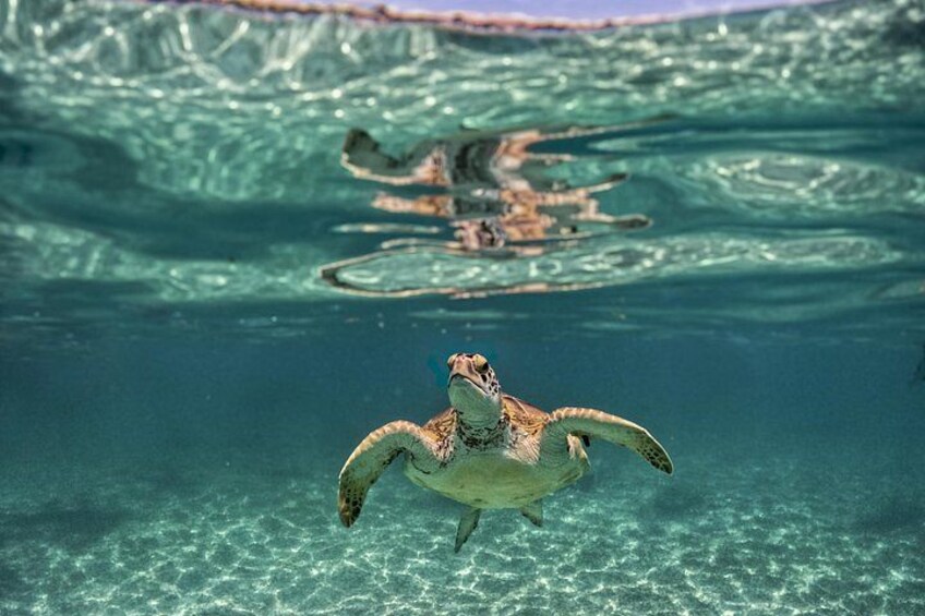 Guaranteed turtle sighting 4