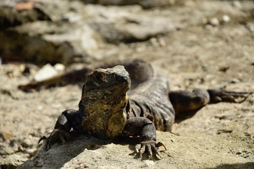 Tulum Ruins, Turtles in Akumal and Cenote tour 3