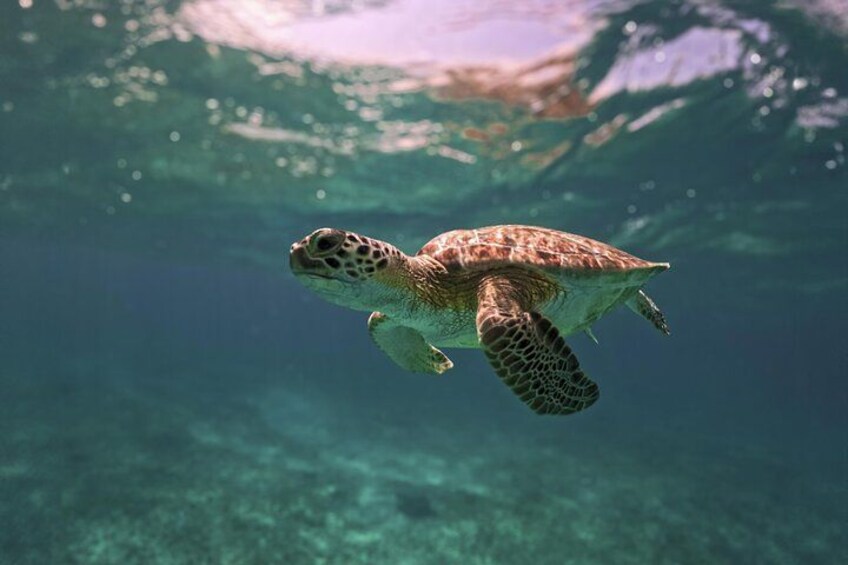 Tulum Ruins, Turtles in Akumal and Cenote tour 4