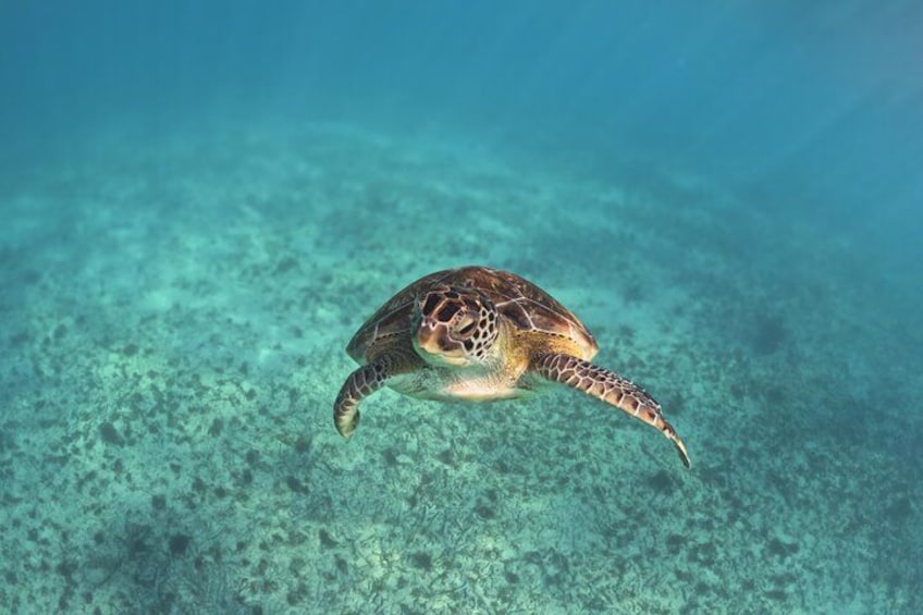 A sea turtle swimming underwater. 2