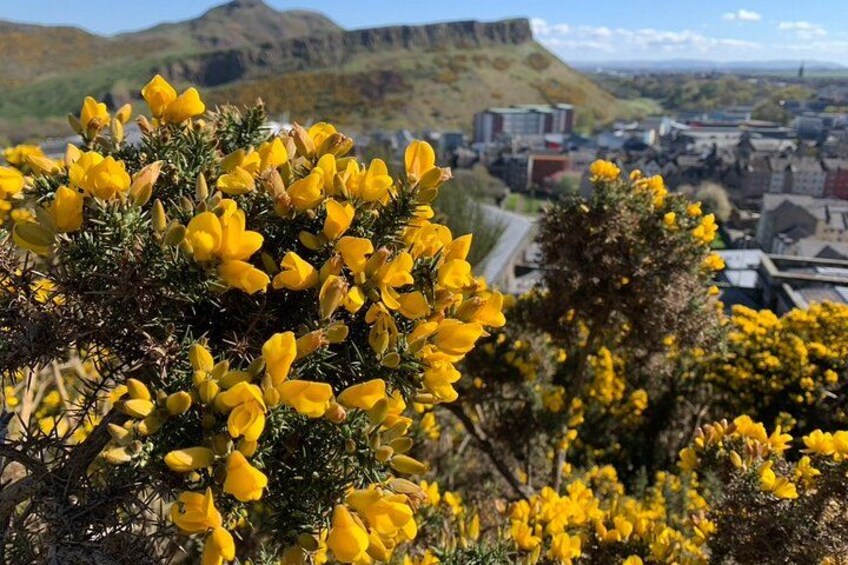 Yellow flowers, a cityscape, and hills in the background. 5