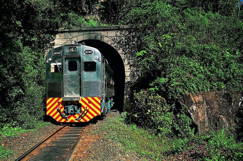 A train passing through a tunnel surrounded by greenery. 5