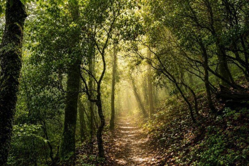 Ein Waldpfad, durch dessen Bäume Sonnenlicht scheint. 2