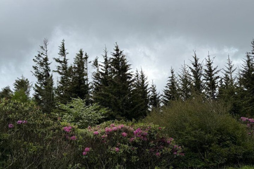 Ein Wald mit hoch aufragenden Nadelbäumen und rosa Blüten. 5