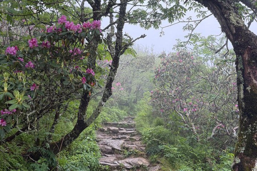 Une zone boisée avec un sentier pavé de pierres, une végétation luxuriante et des arbres en fleurs. 5