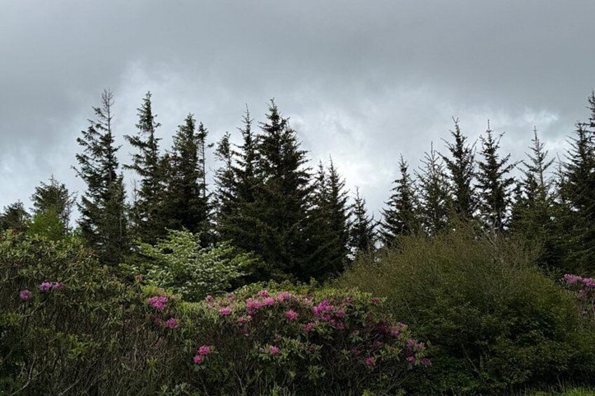 Une forêt avec de grands arbres à feuilles persistantes et des fleurs roses au premier plan. 4