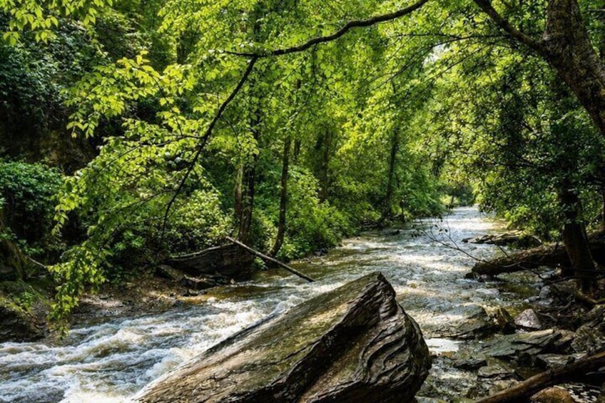 A river flowing through a dense forest with rocks and trees. 3
