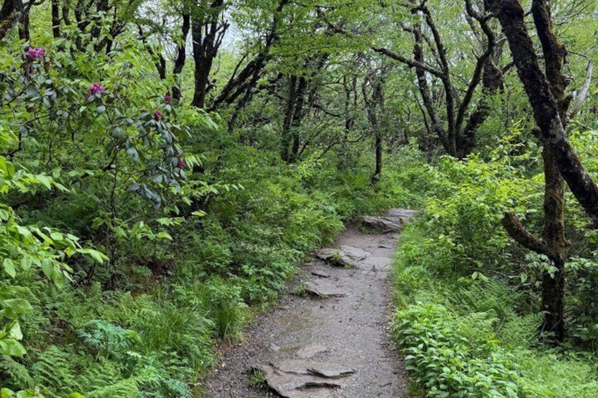 A forested trail with dense greenery and a narrow path. 2