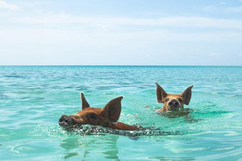 Nassau Swimming Pigs and Private Beach Club Escape 2
