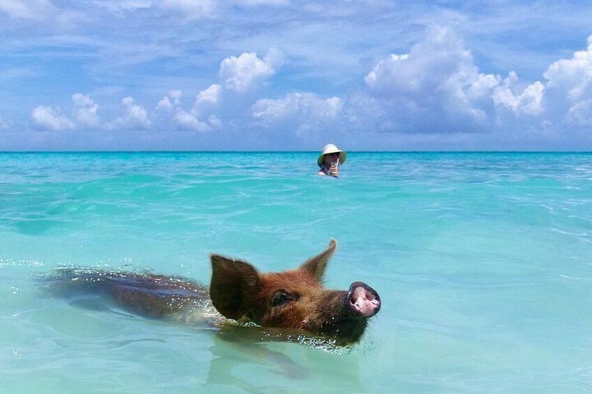 Nassau Swimming Pigs and Private Beach Club Escape 3